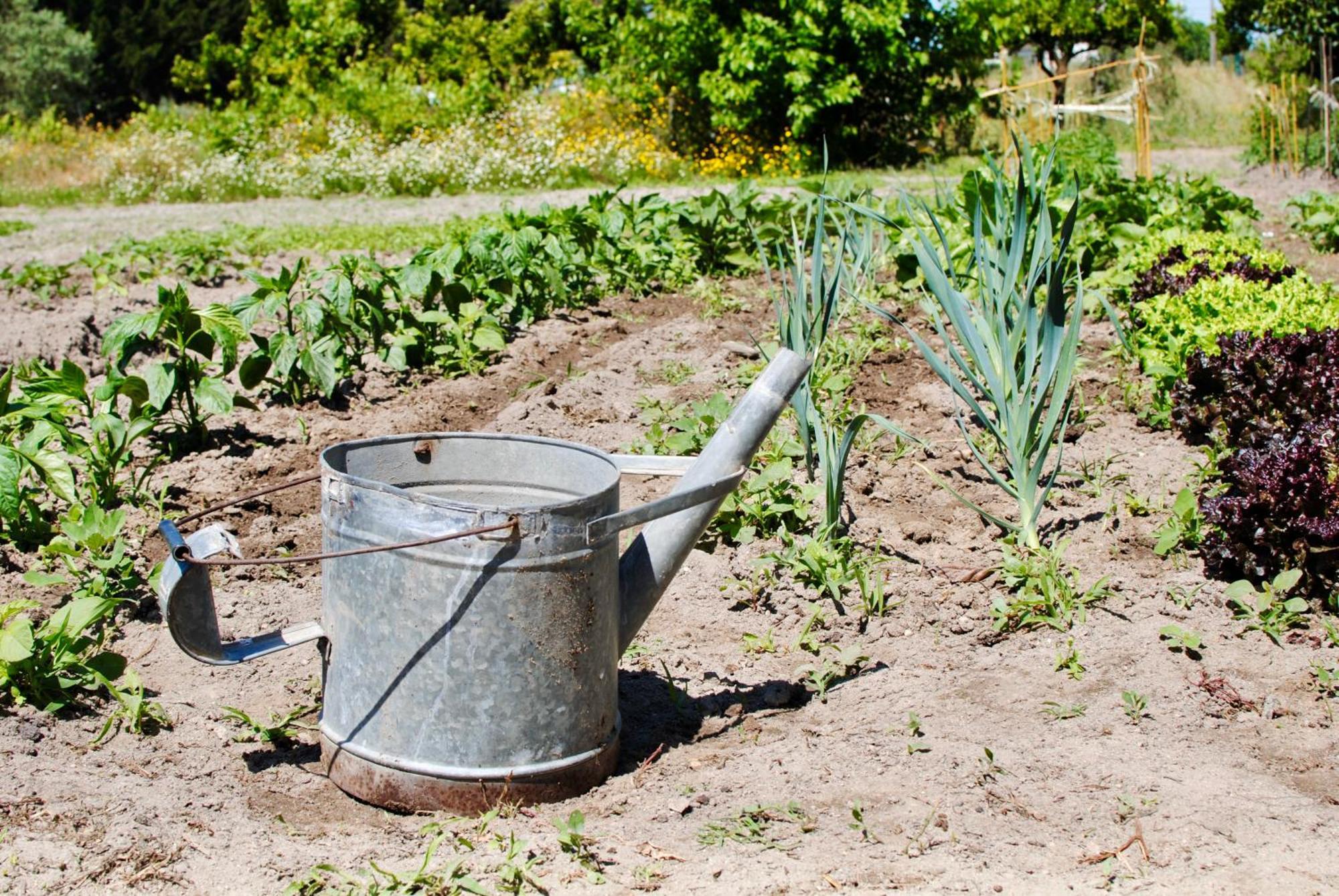 Chitaka'S Organic Farmhouse In Ribatejo Santo Estevao  المظهر الخارجي الصورة